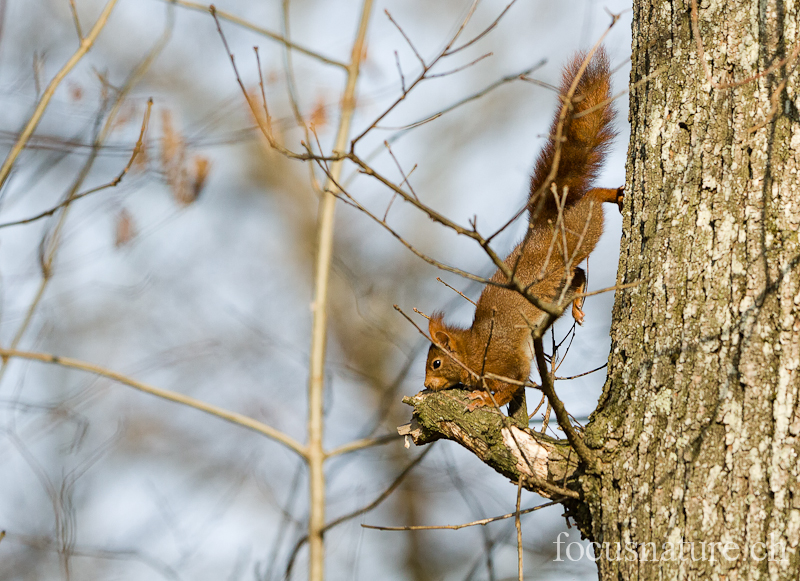 Ecureuil 9372.jpg - Ecureuil roux Sciurus vulgaris (Genève, Suisse, mars 2012)